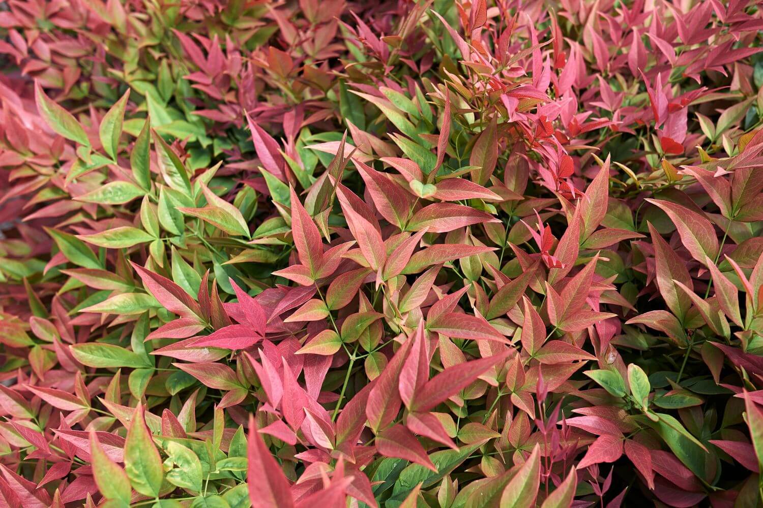 Nandina domestica