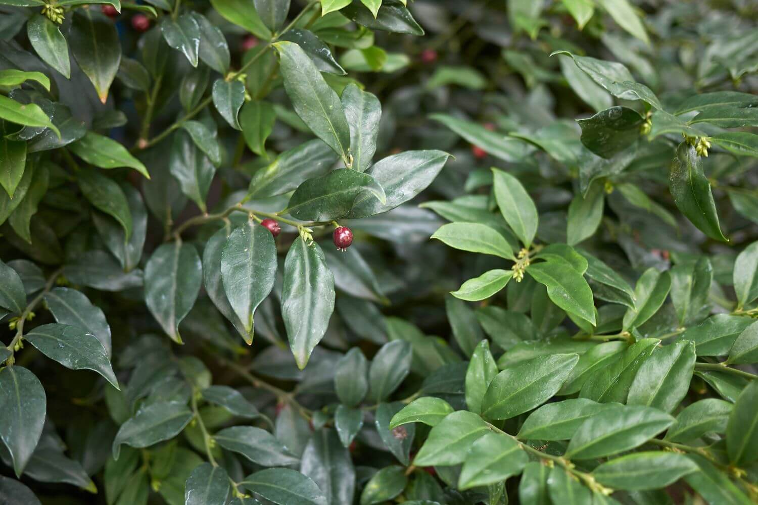 Sarcococca ruscifolia