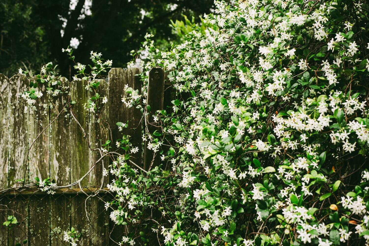 White Petaled Flowers on Wall