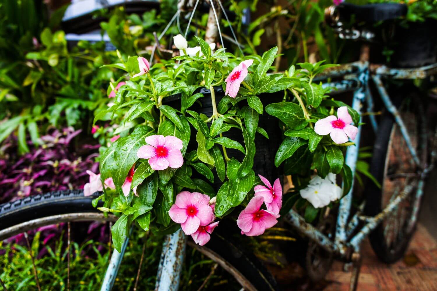 Catharanthus roseus in the garden of thailand
