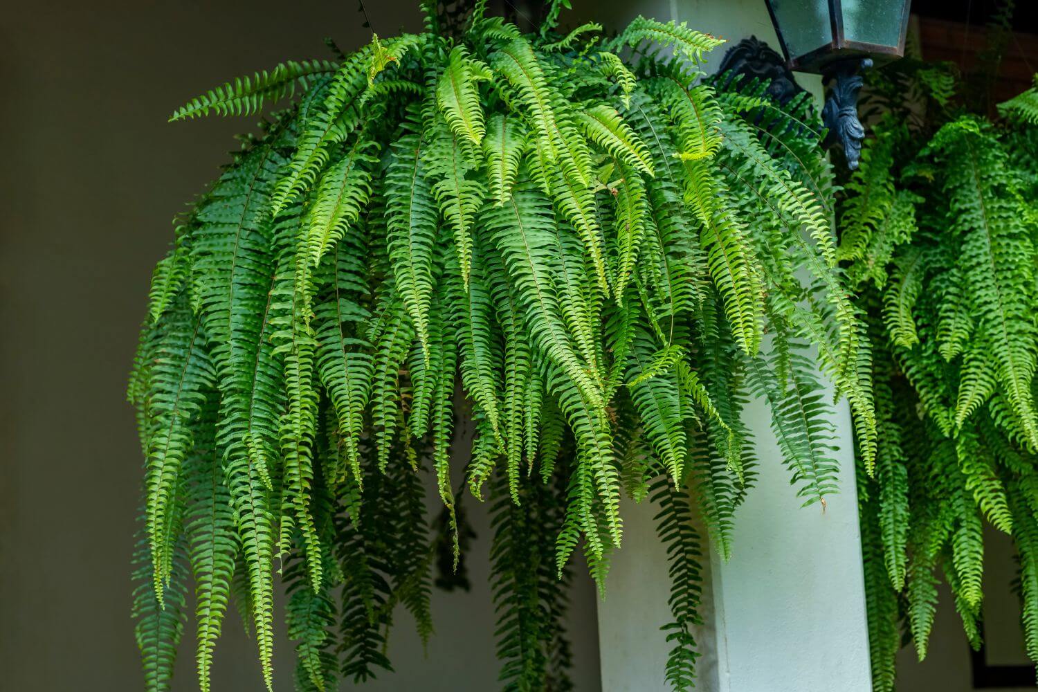 Fern plant. Closeup a large Fern hang on in a garden