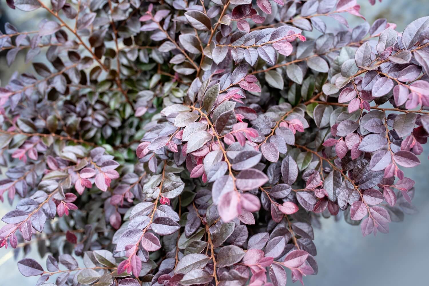 Loropetalum chinense purple and lime leaves chocolate variety