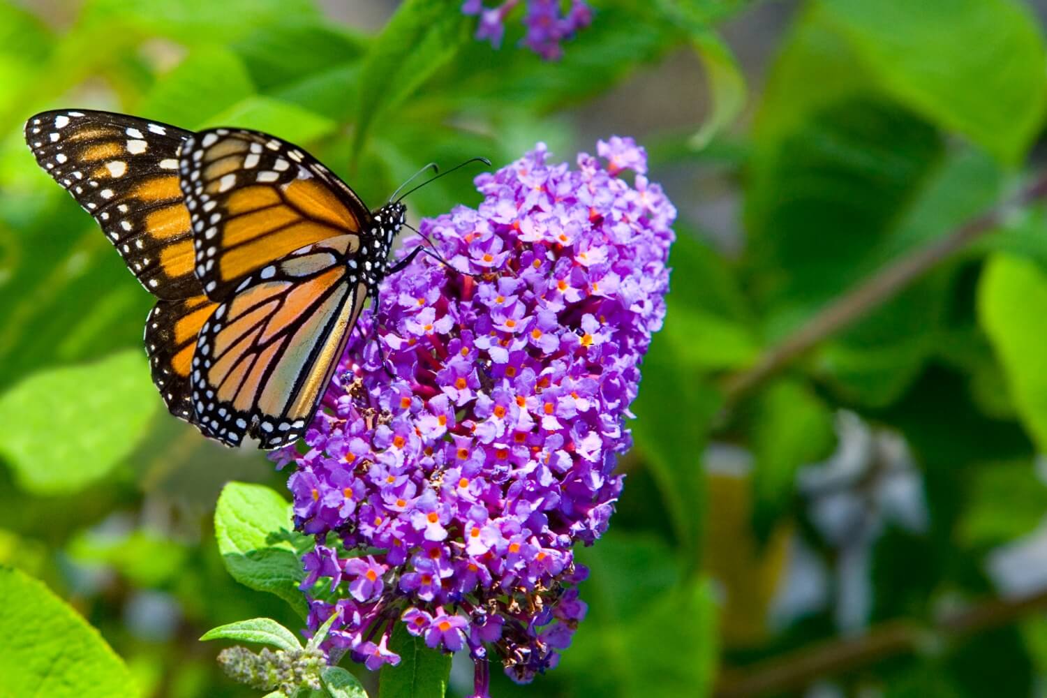 Monarch on Butterfly Bush
