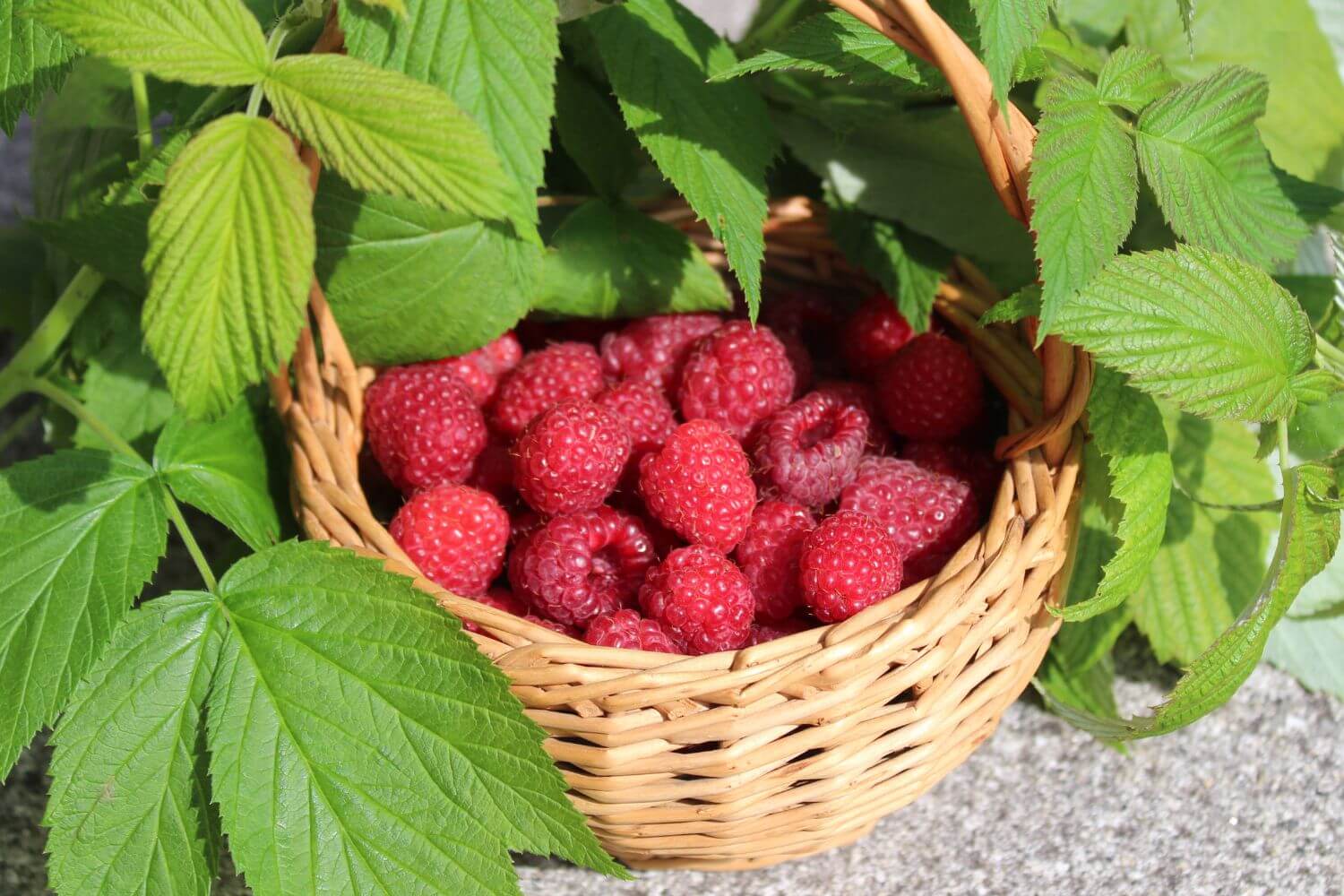 Raspberries and raspberry leaves