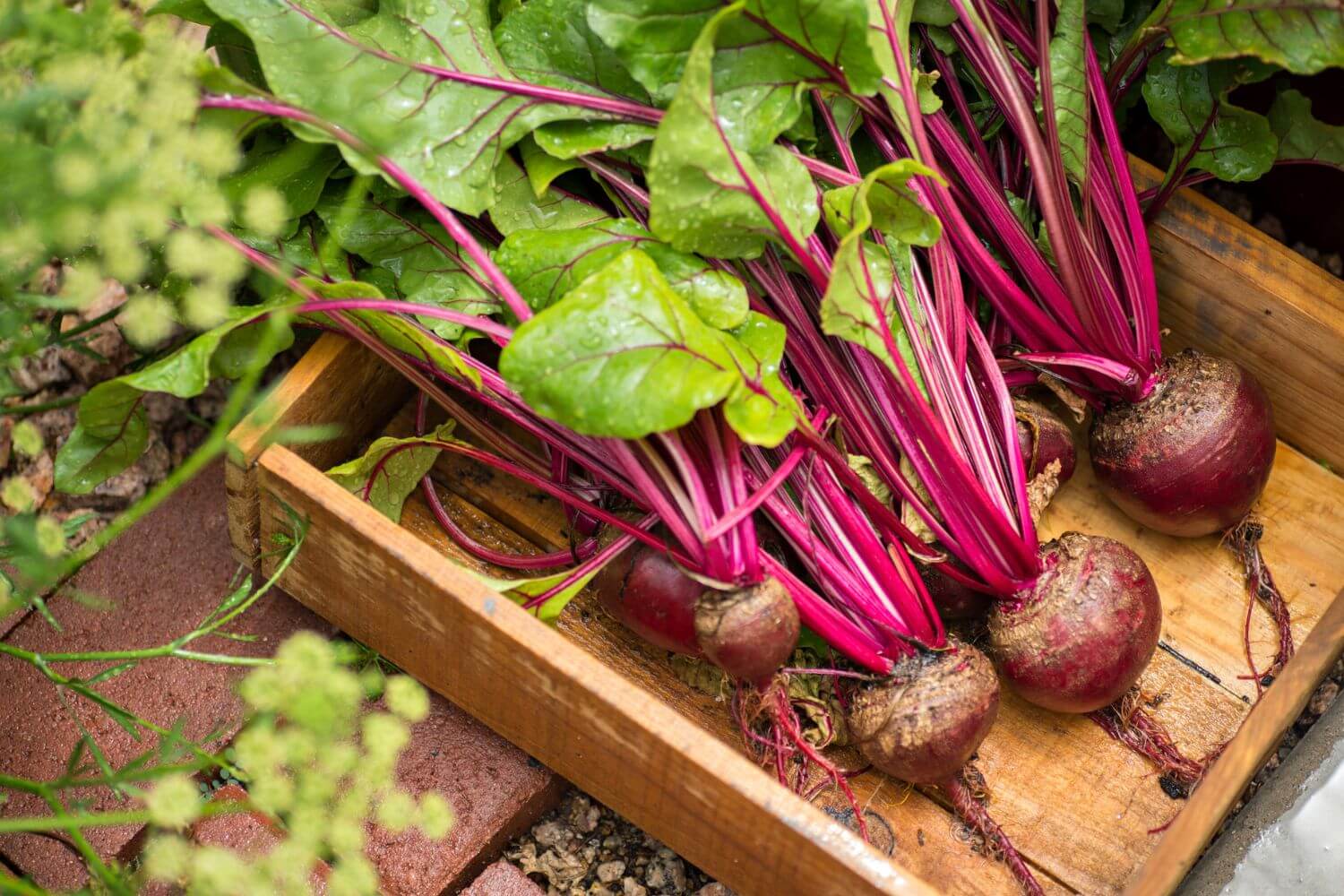 Red Beets in garden