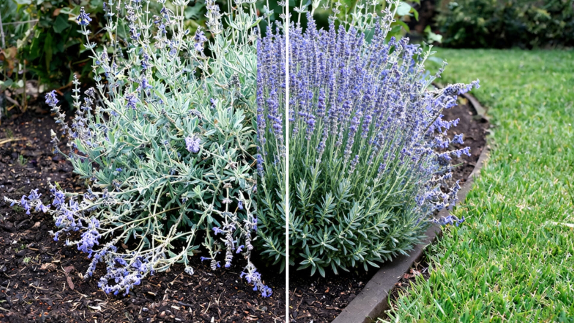 Catmint sprawled and tired on the left, compact and reblooming on the right