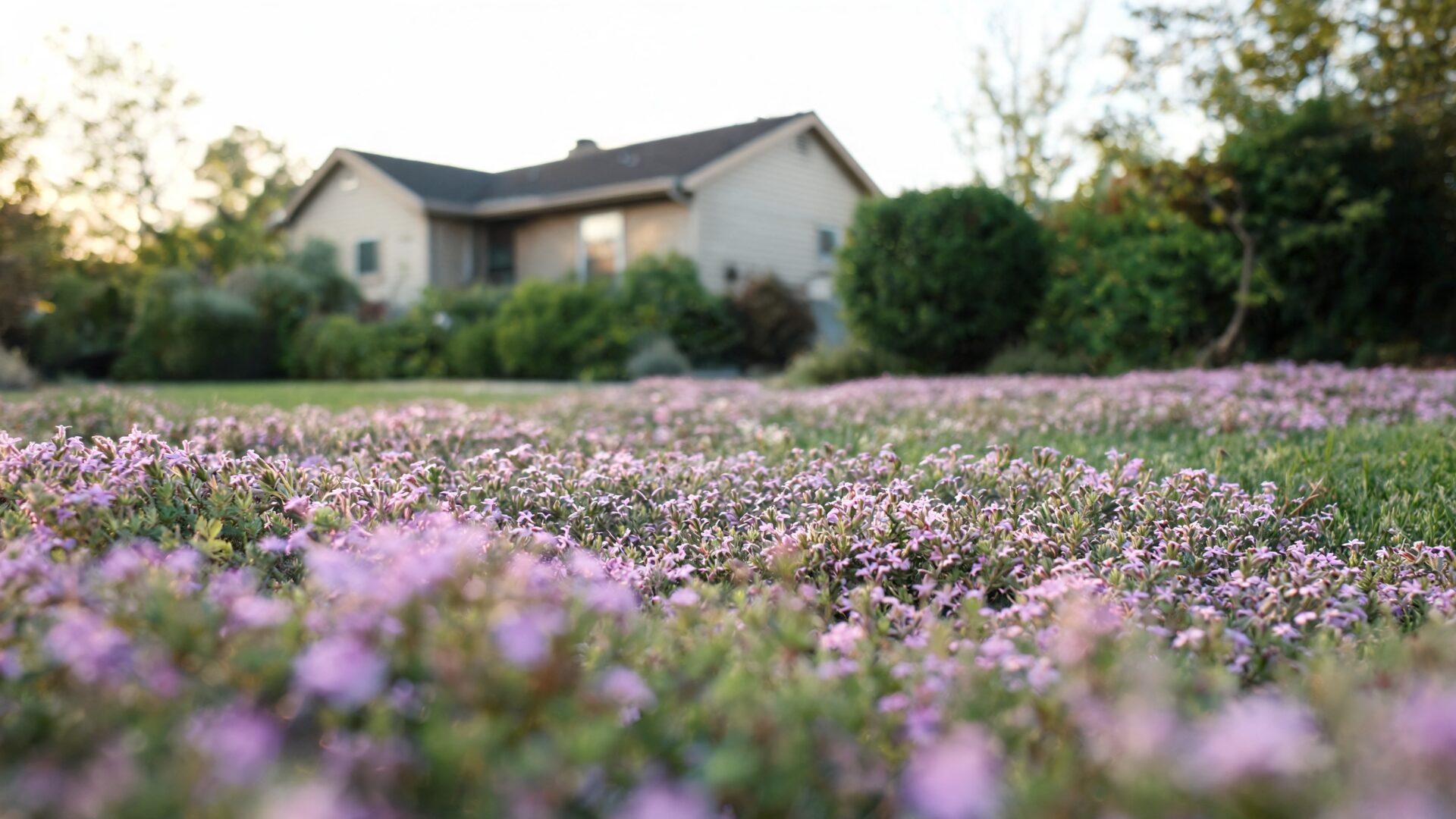 Creeping thyme lawn blooming in front of a suburban house