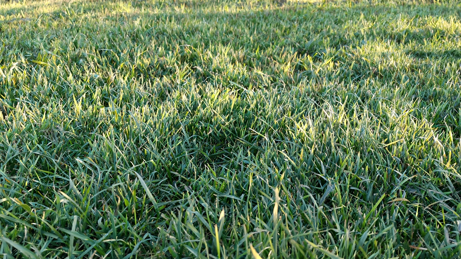 Soft unmowed buffalo grass lawn in afternoon light