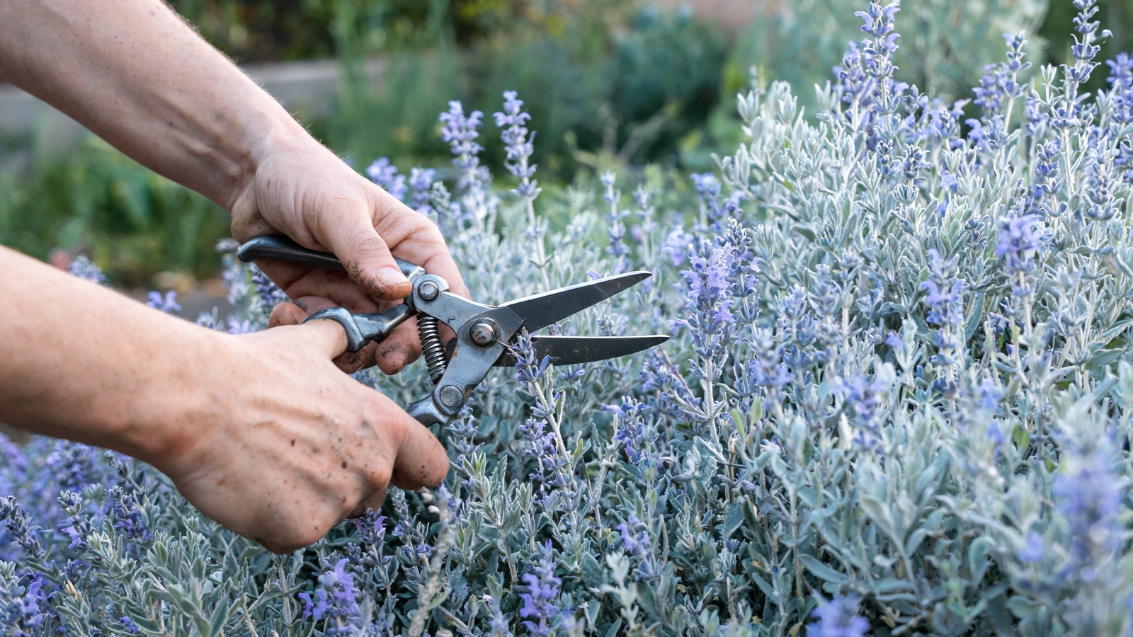Hands with shears cutting back a blooming catmint mound