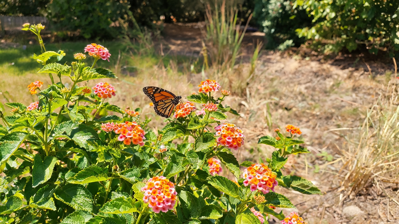 Butterfly resting on orange and pink lantana blooms
