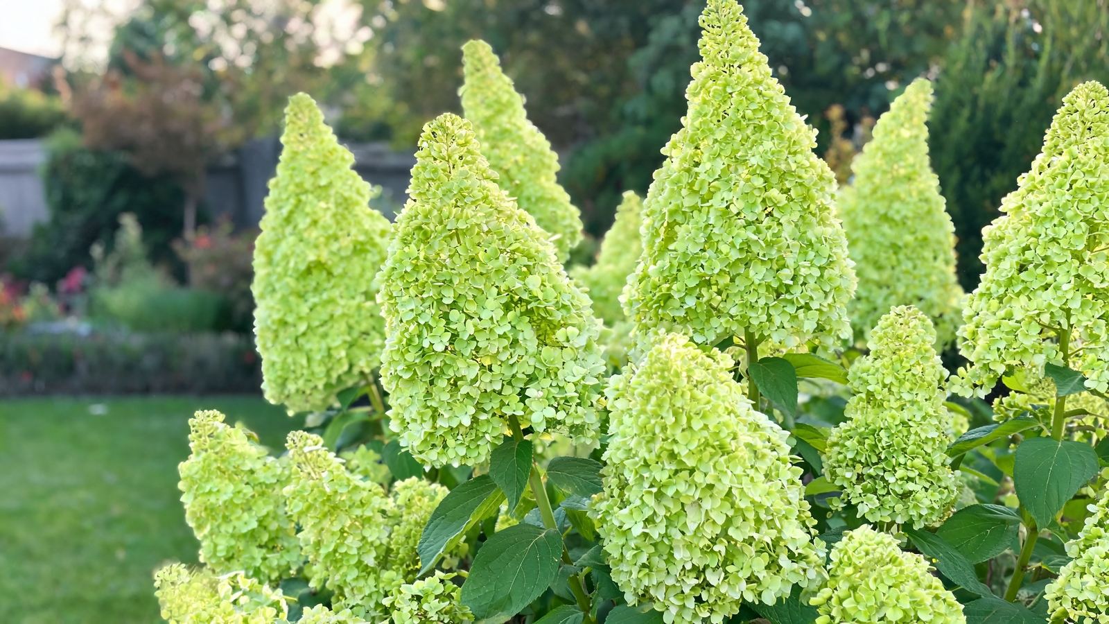 Lime-green Limelight hydrangea blooms filling a summer border