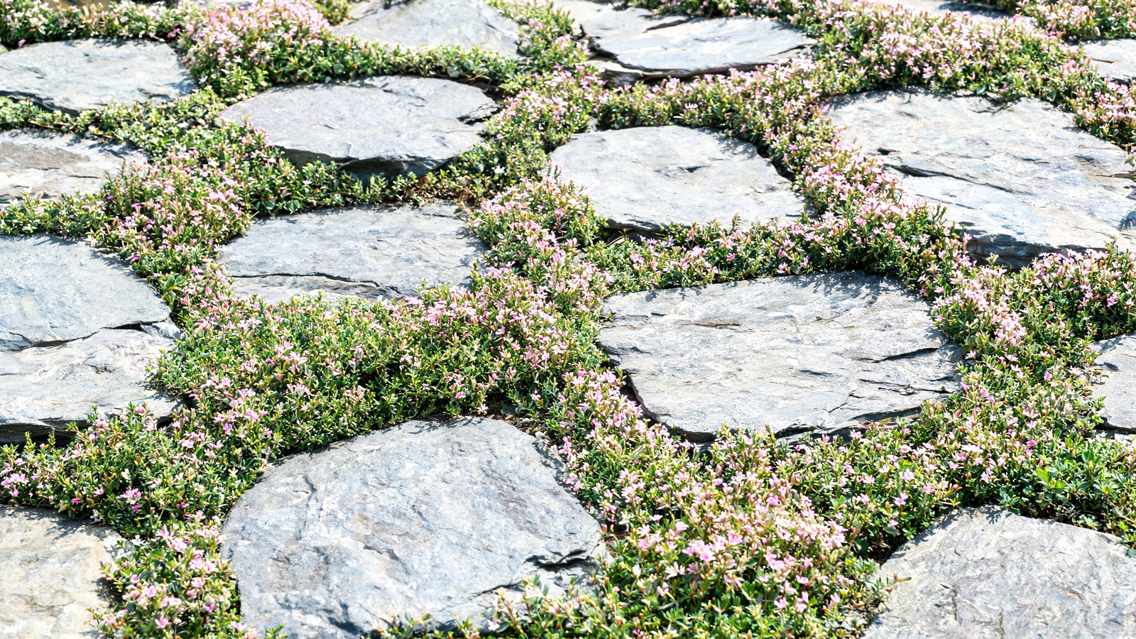 Creeping thyme blooming pink between stepping stones