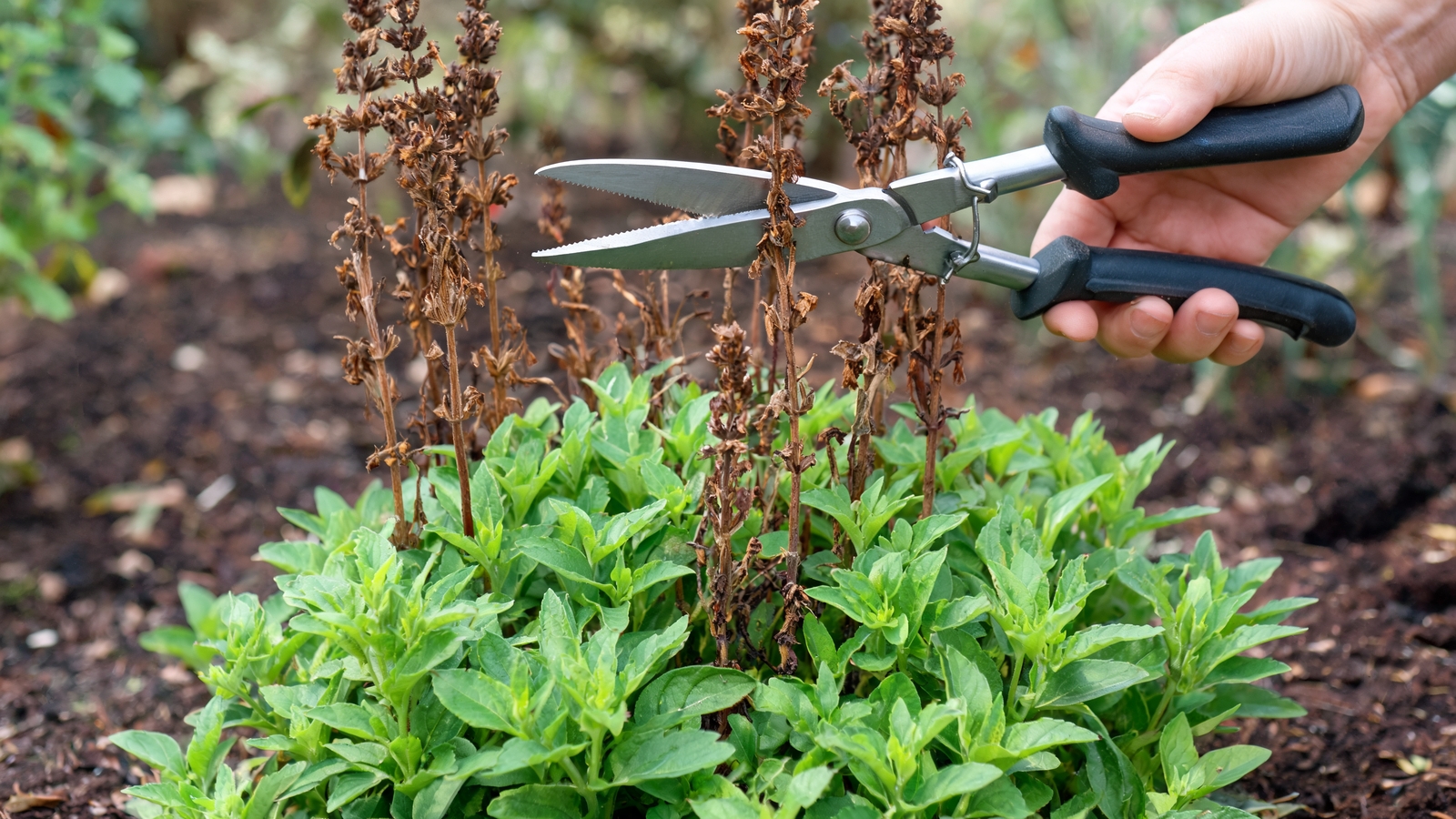 Pruners poised at a spent salvia spike above fresh leaves