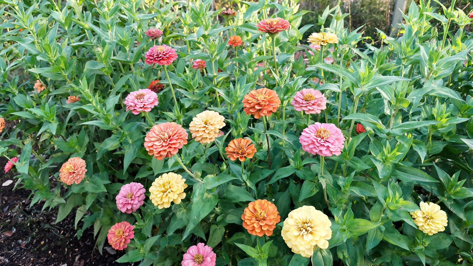 Mixed Zahara zinnias blooming in a summer bed