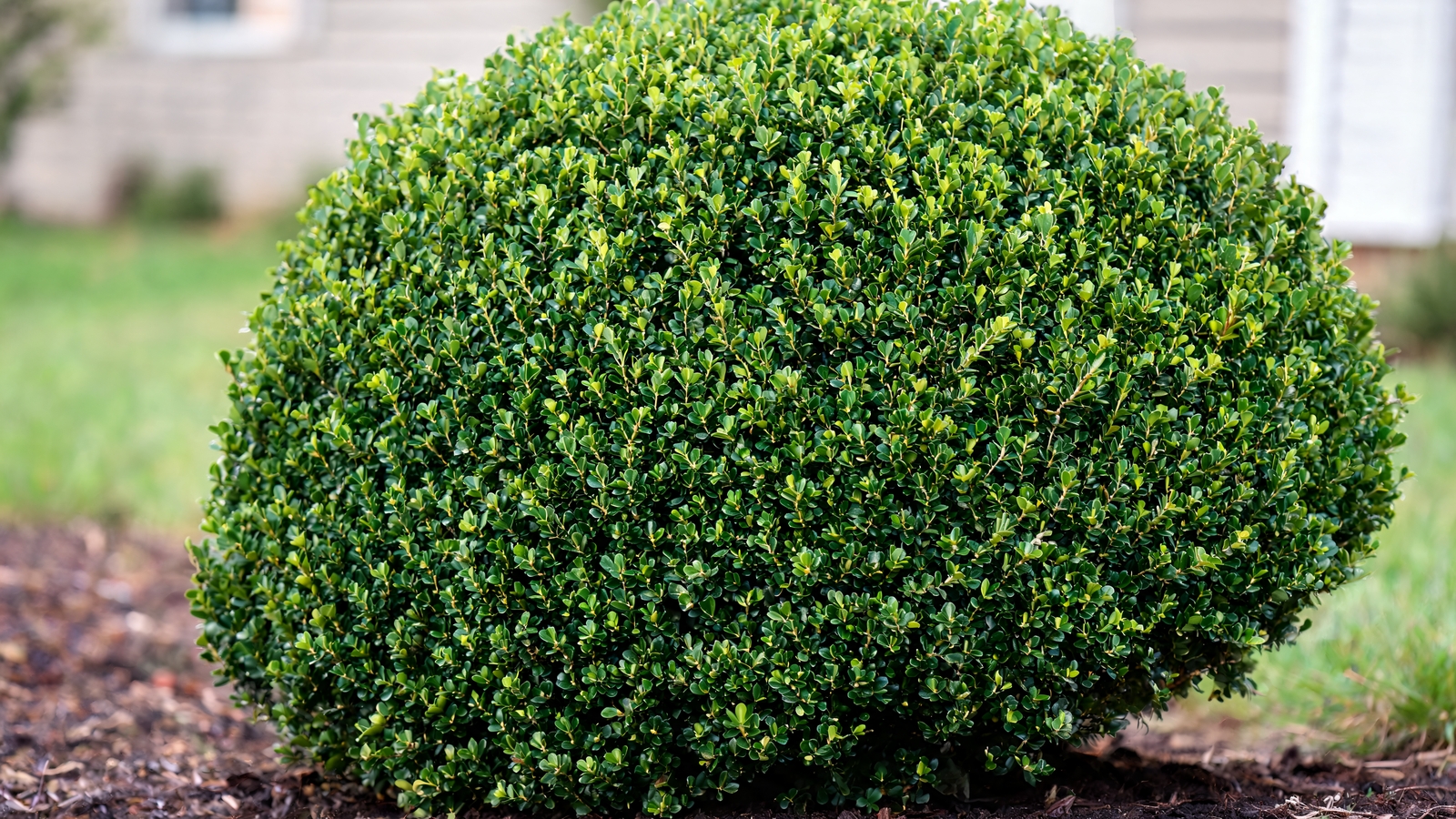 Neatly clipped boxwood globe in a front yard bed