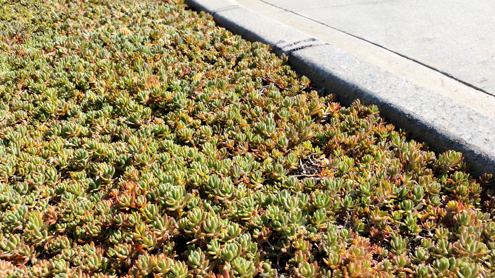 Creeping sedum covering a sunny curbside strip