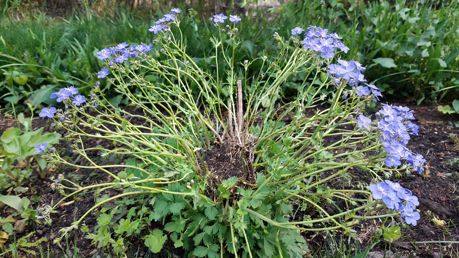 Leggy hardy geranium flopped open in a summer border