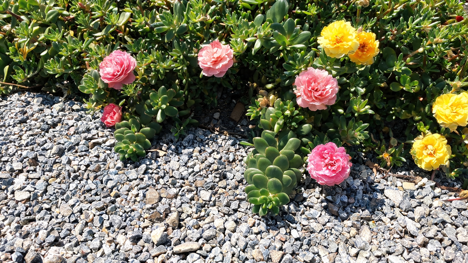 Moss rose portulaca flowering along a sunny gravel strip