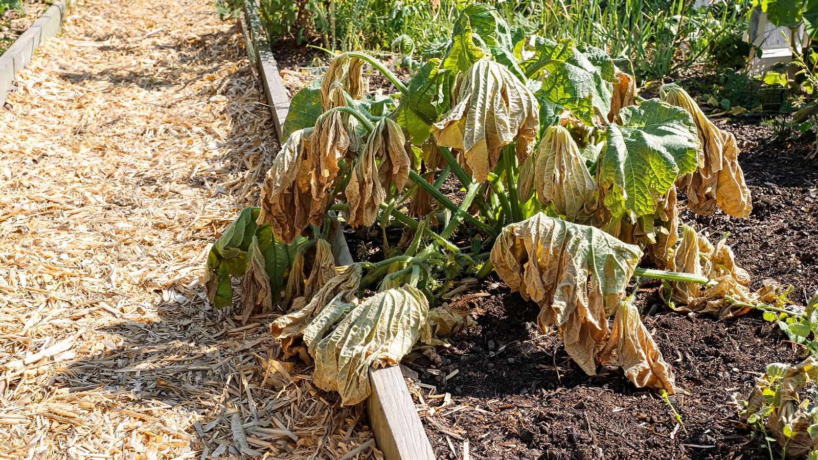 Squash foliage drooping flat under harsh midday sun