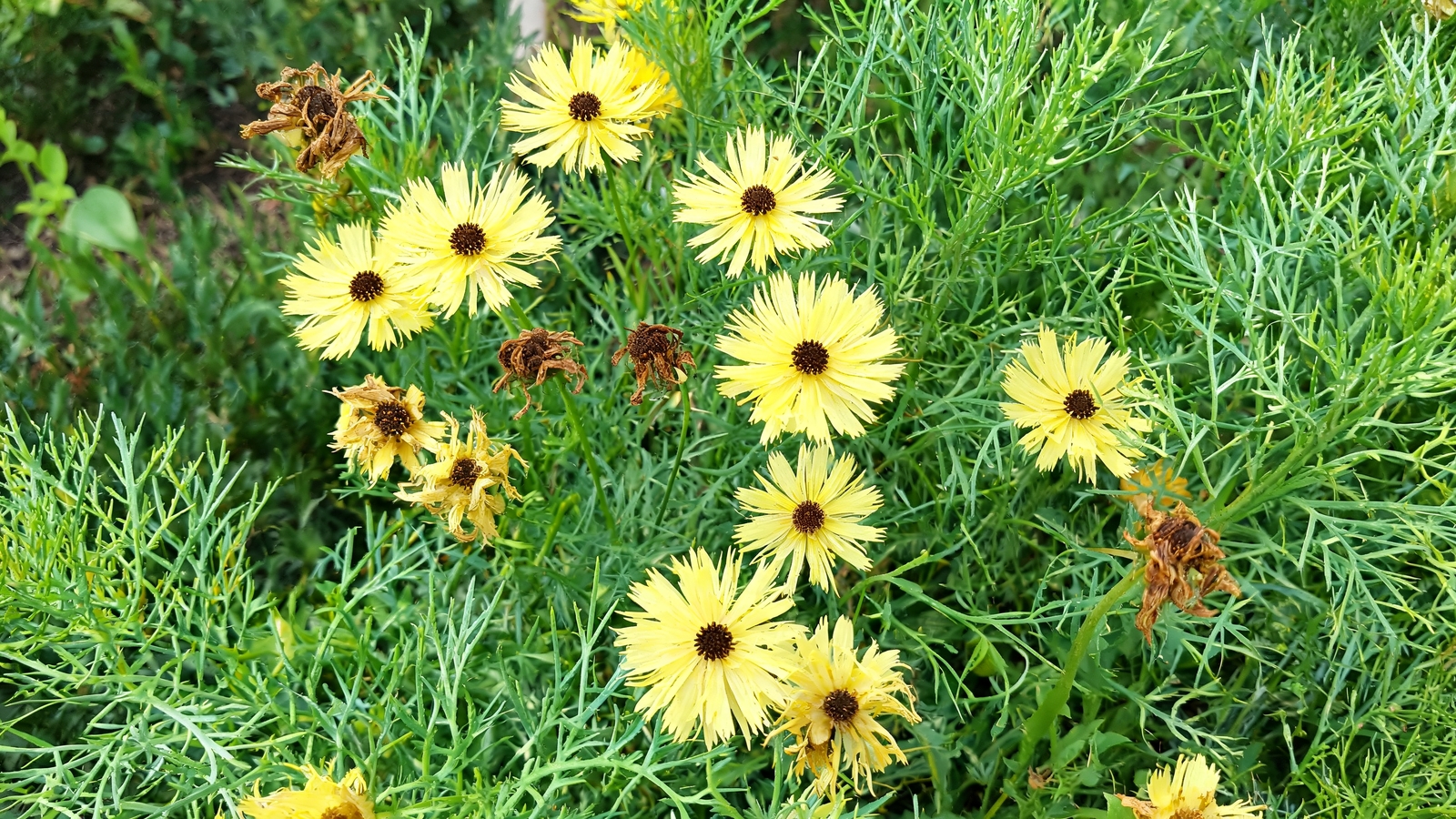 Threadleaf coreopsis with fresh and faded yellow blooms