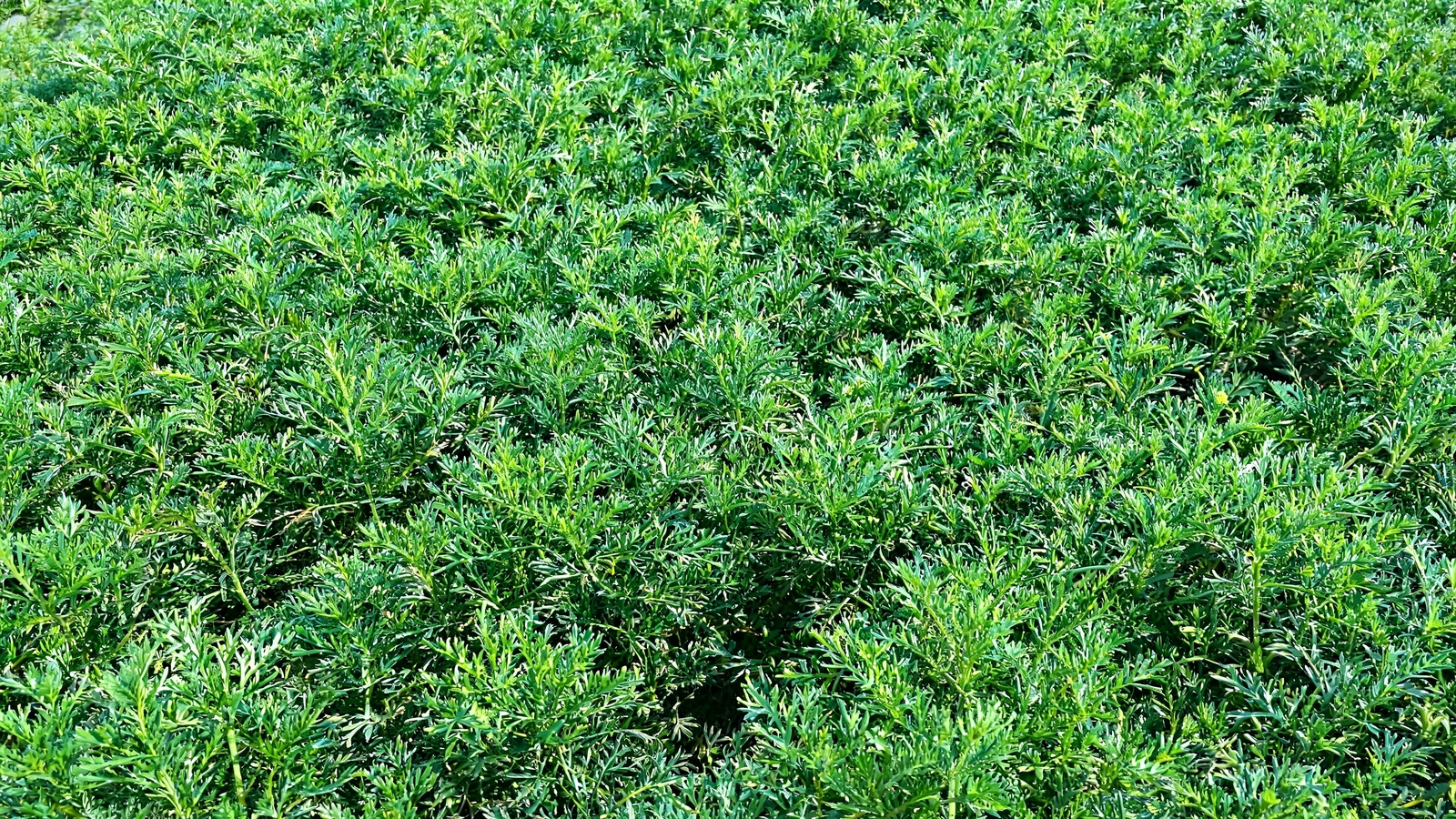Dense ferny dwarf yarrow lawn mat