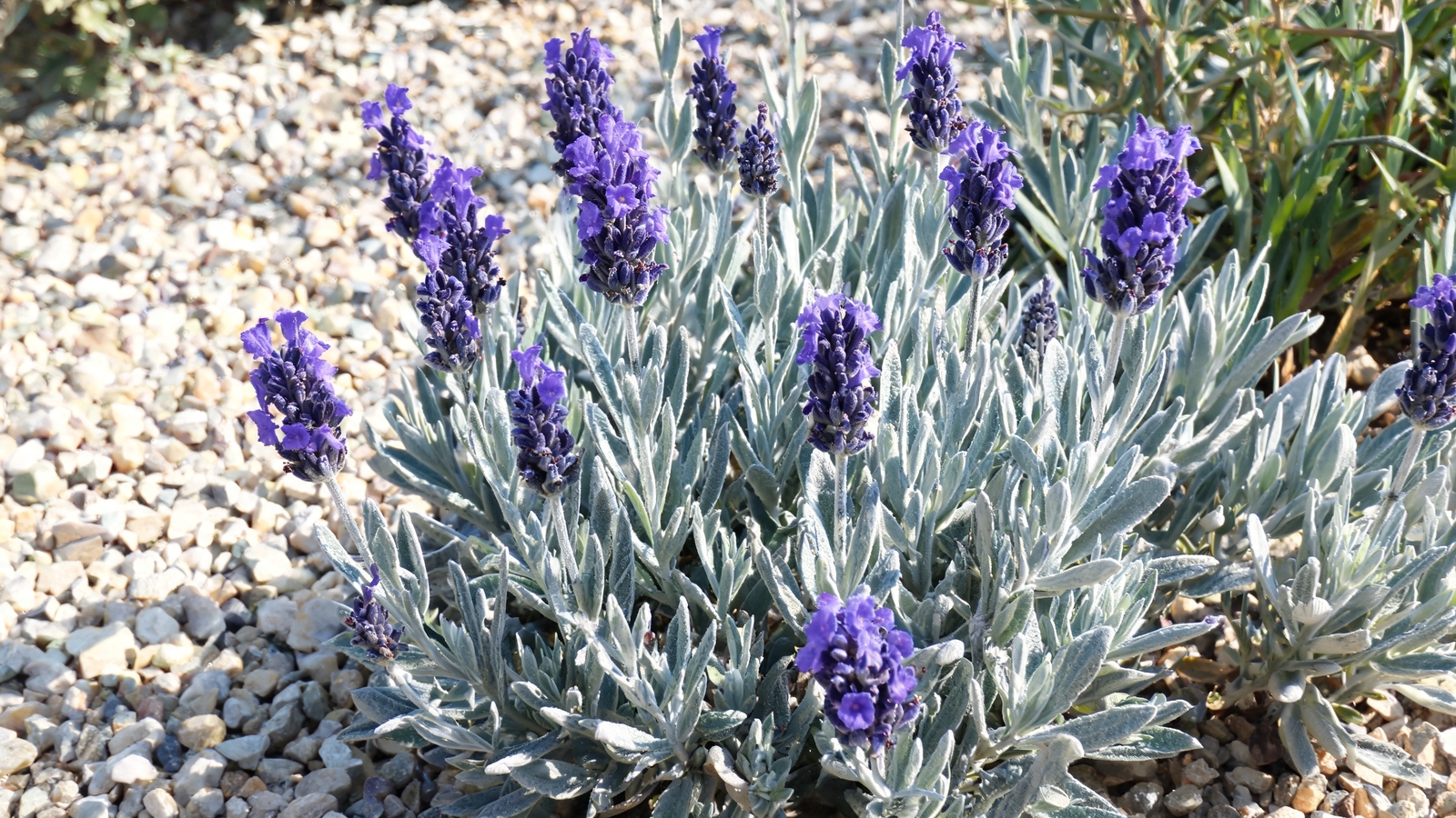 Phenomenal lavender blooming in a sunny gravel bed