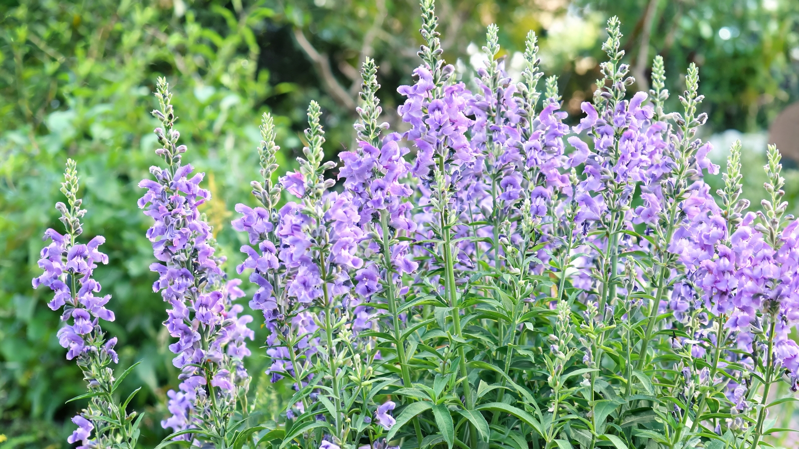 Purple angelonia spikes blooming in a garden bed