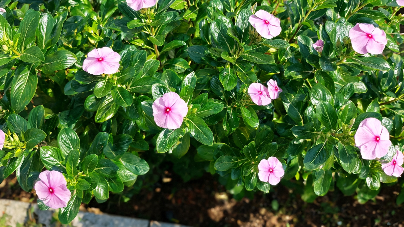 Pink annual vinca flowers over glossy green leaves