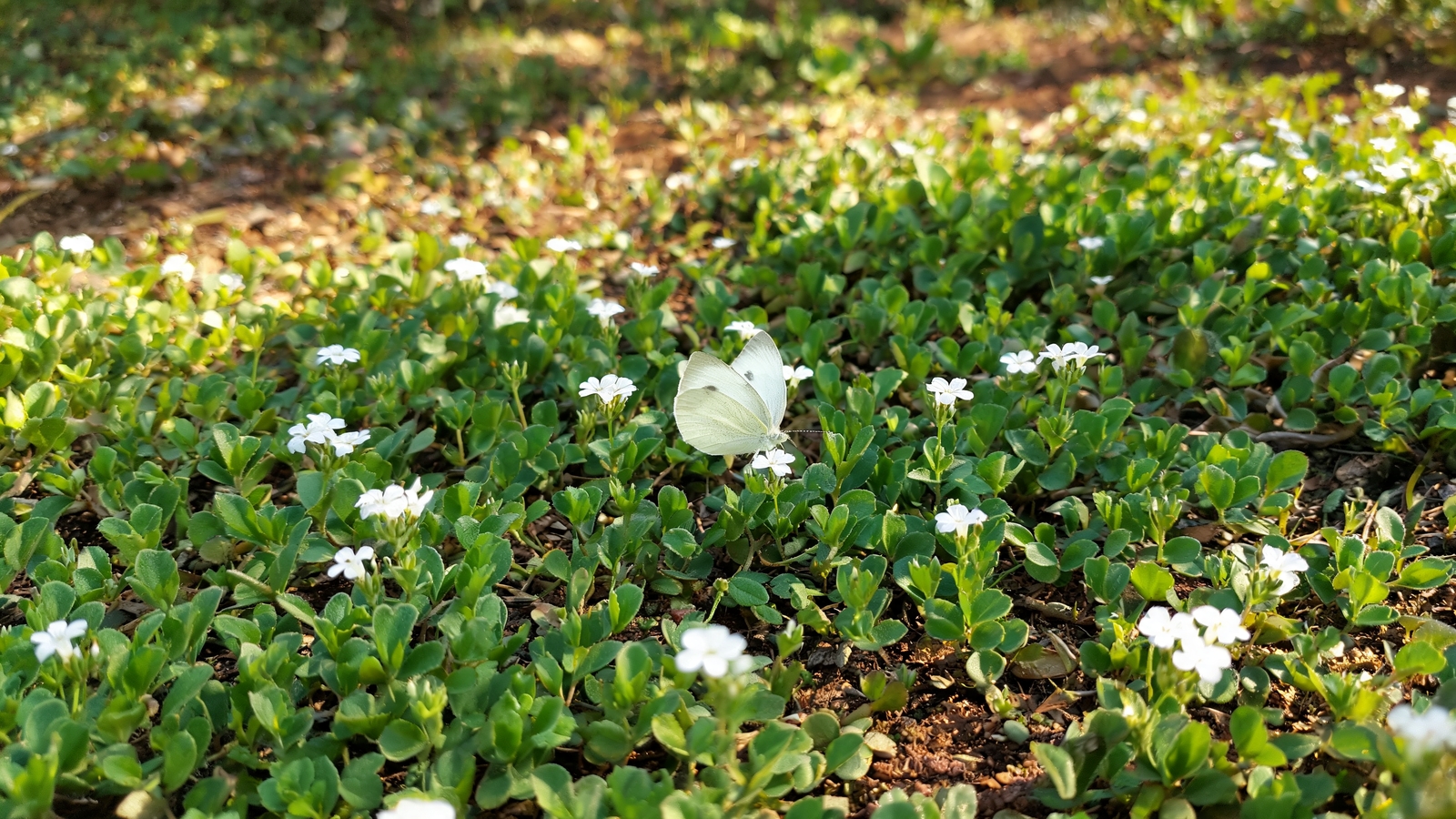 Butterfly on tiny white frogfruit blooms