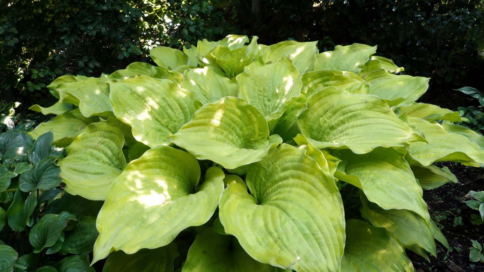 Huge chartreuse Sum and Substance hosta leaves in shade