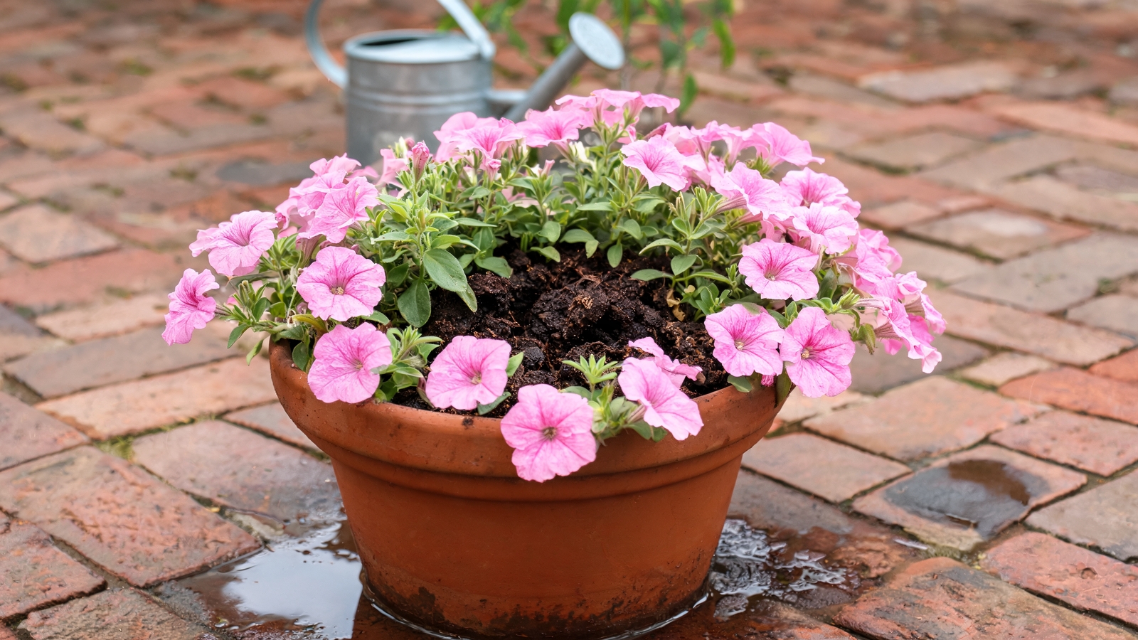 Close-up of pink petunias in a terracotta pot after watering