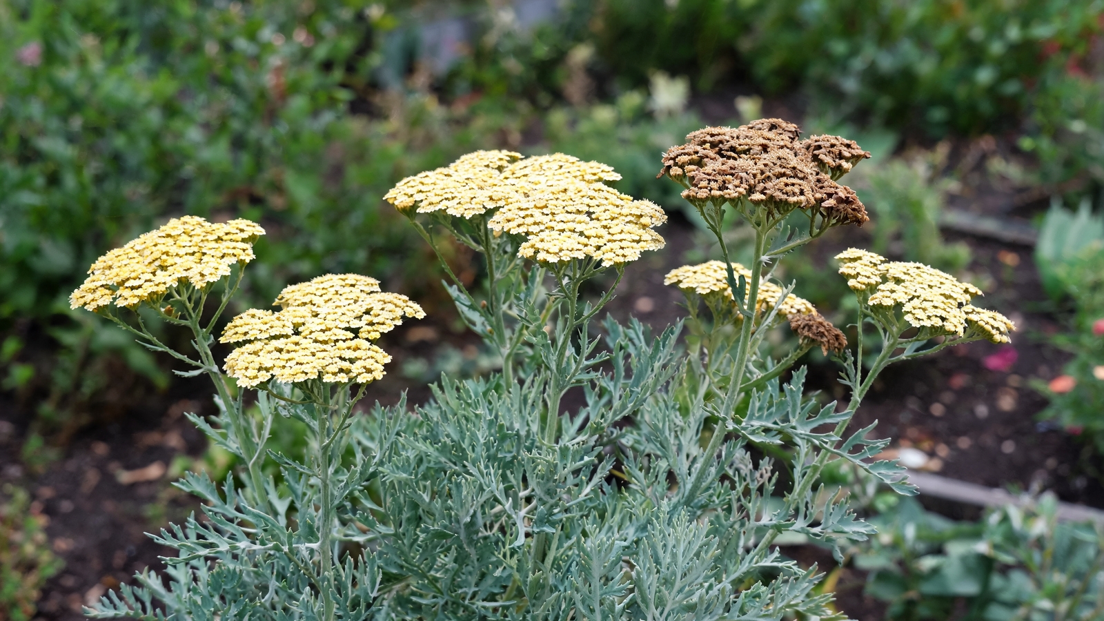 Golden yarrow heads fading to brown above ferny leaves