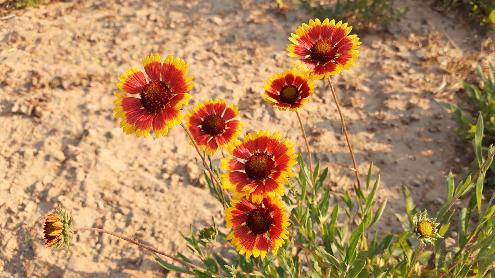 Red and yellow blanket flower blooms on wiry stems