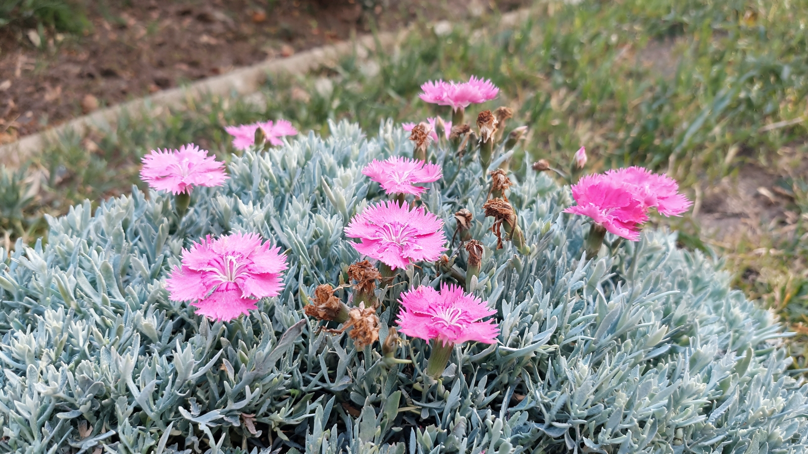 Pink dianthus flowering over gray-green foliage