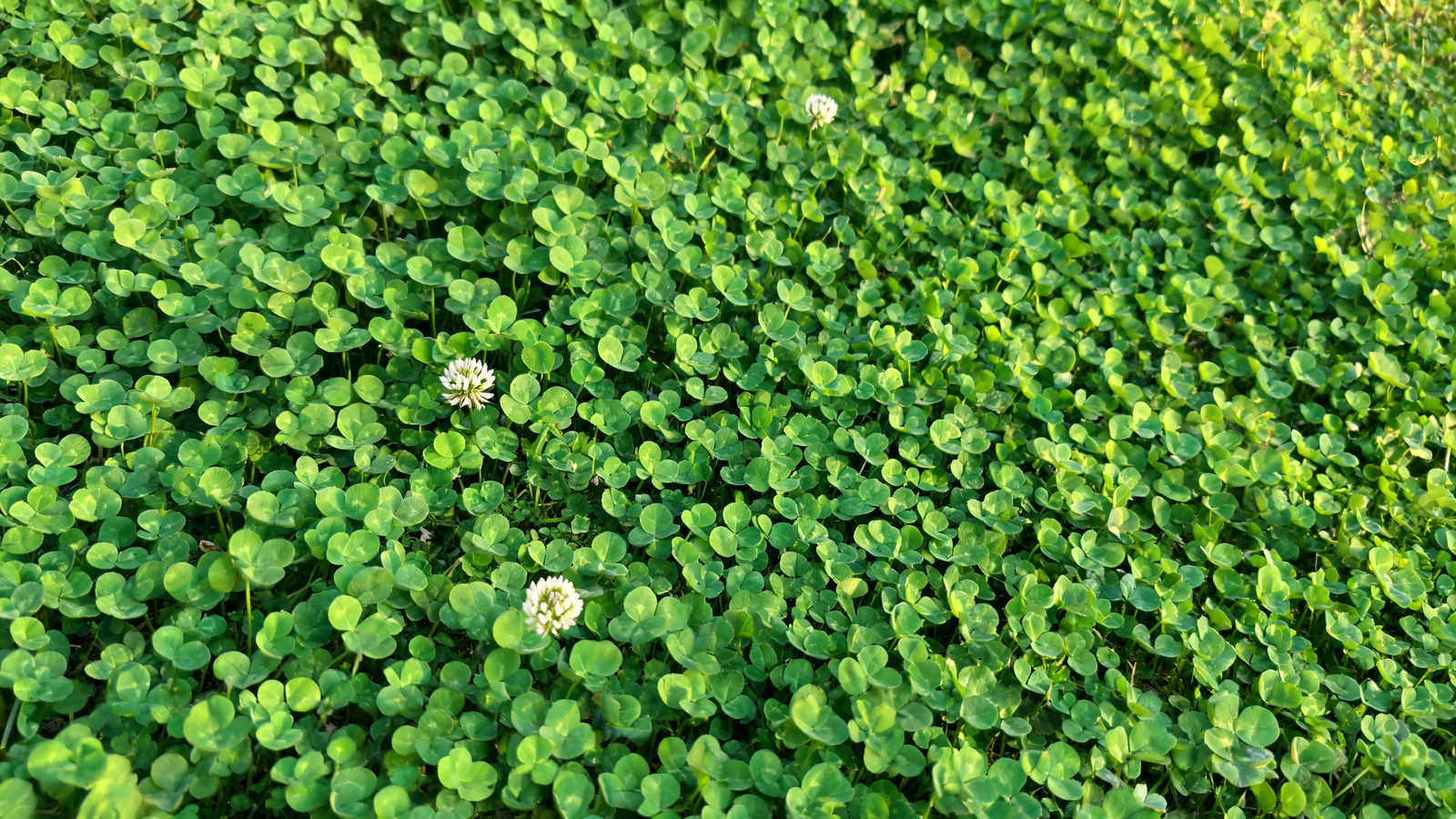 Green microclover lawn with scattered white blooms