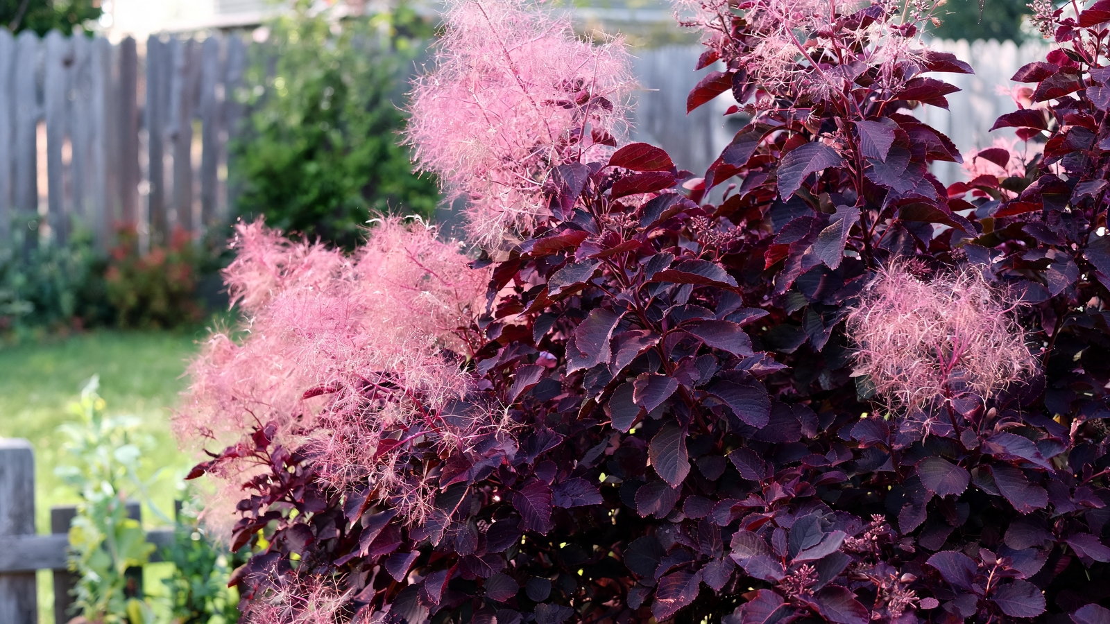 Wine-purple smoke bush foliage with pink plumes