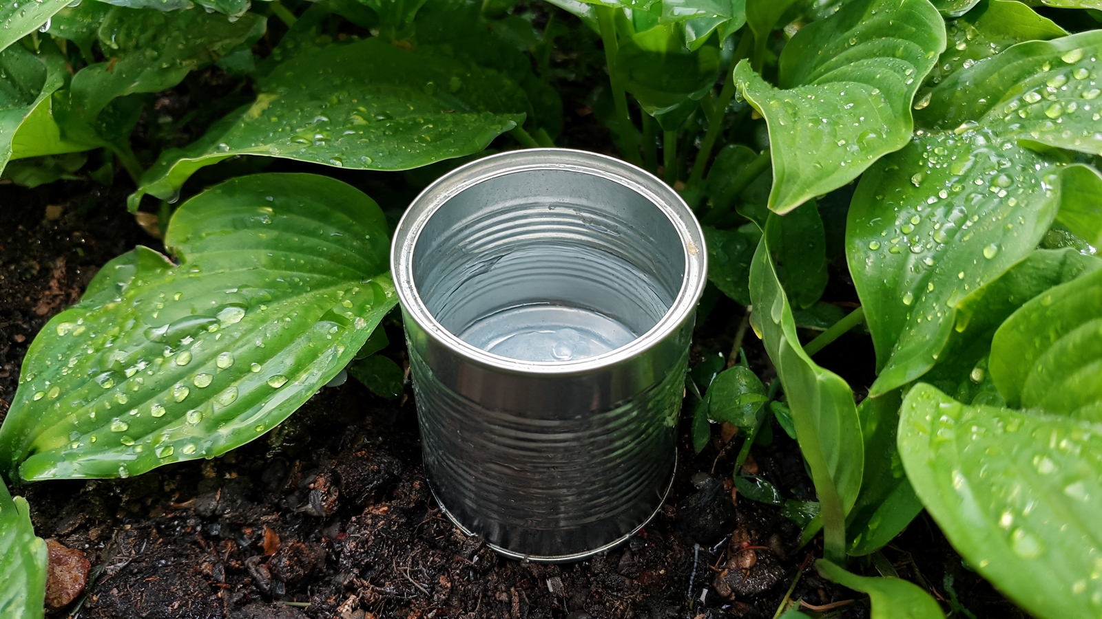 Straight-sided tin can collecting rainwater among hostas