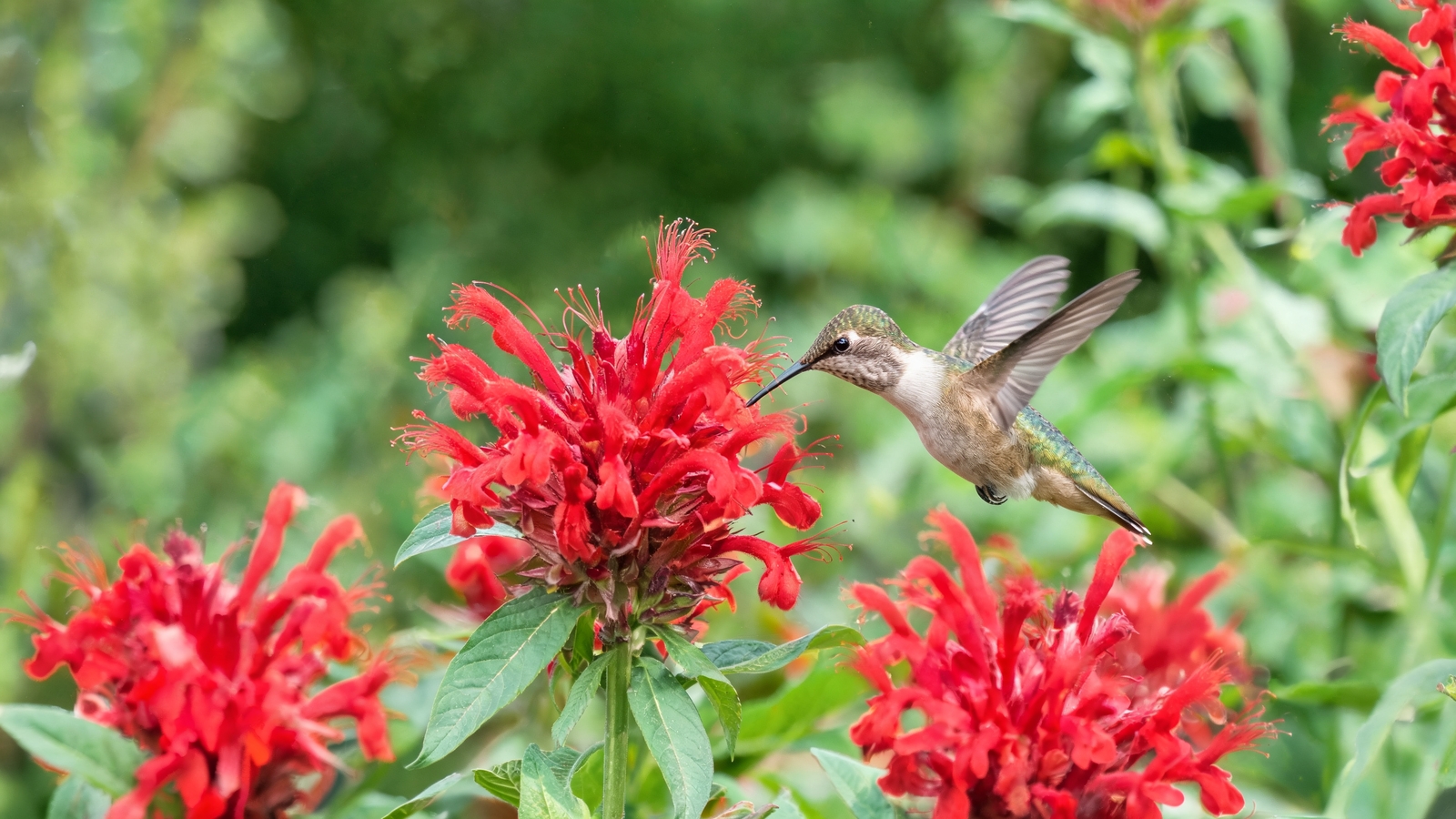 Hummingbird hovering at scarlet bee balm blooms