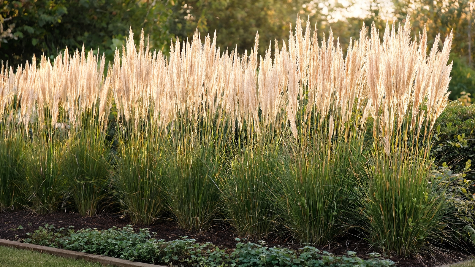 Upright Karl Foerster feather reed grass spikes in a row
