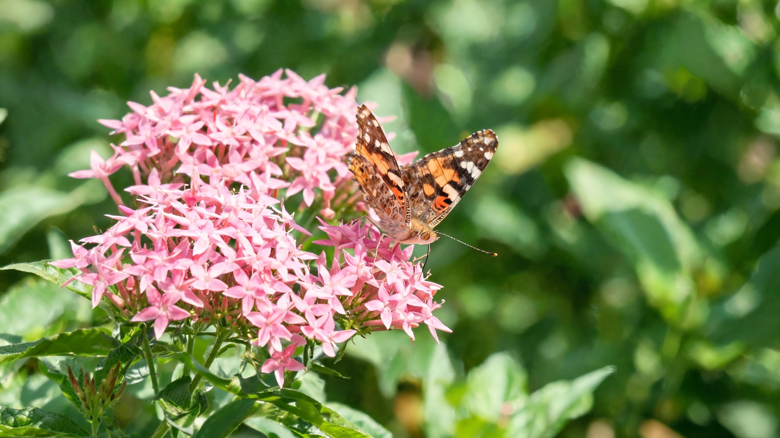 Butterfly feeding on pink pentas flower clusters