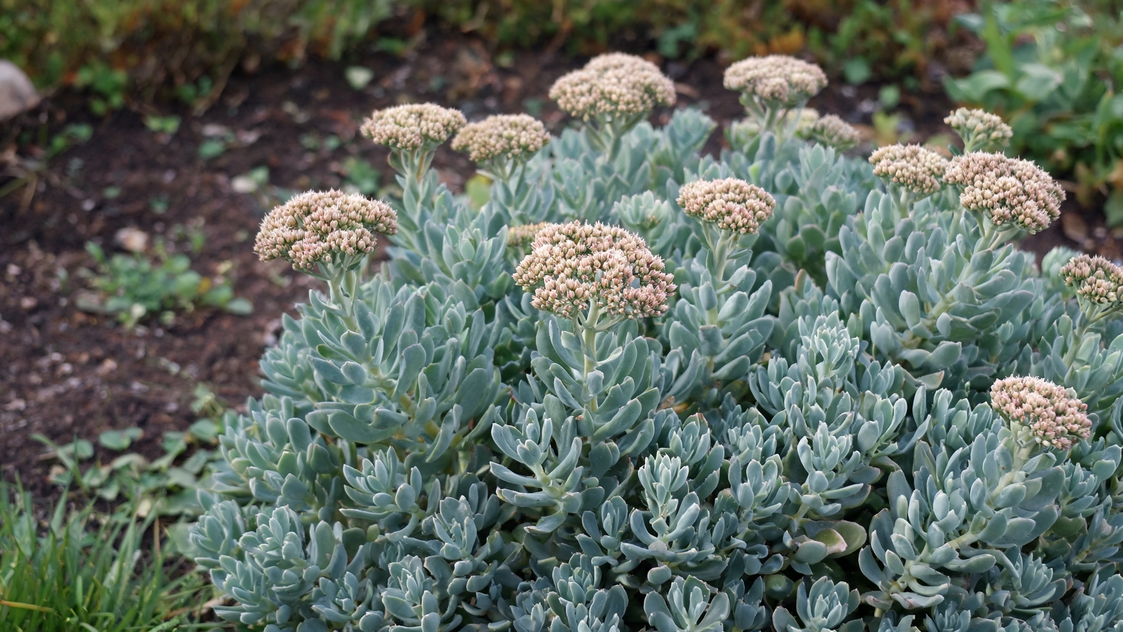 Autumn Joy sedum mounds with budding flower heads