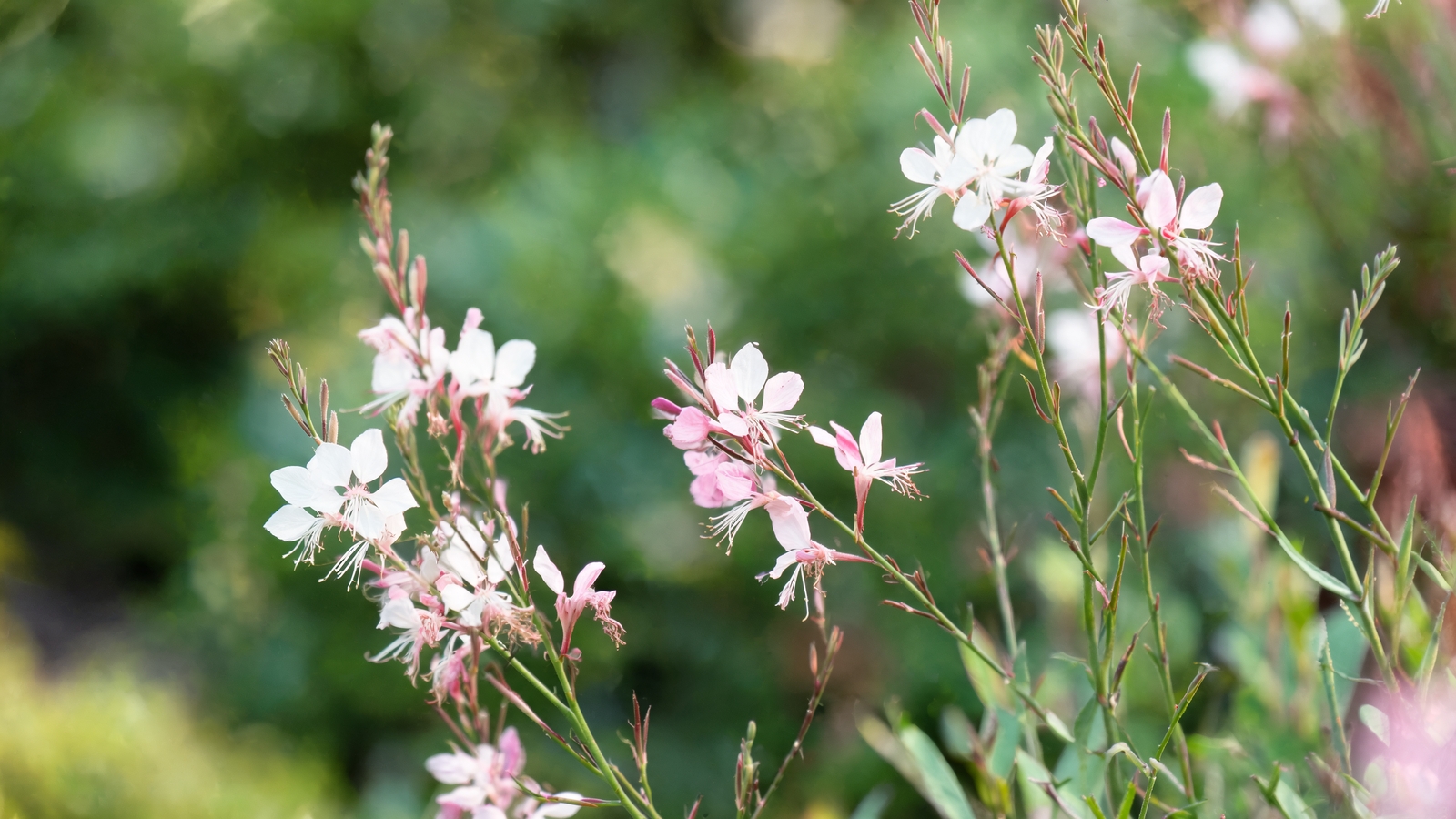 Airy white and pink gaura wands in a border